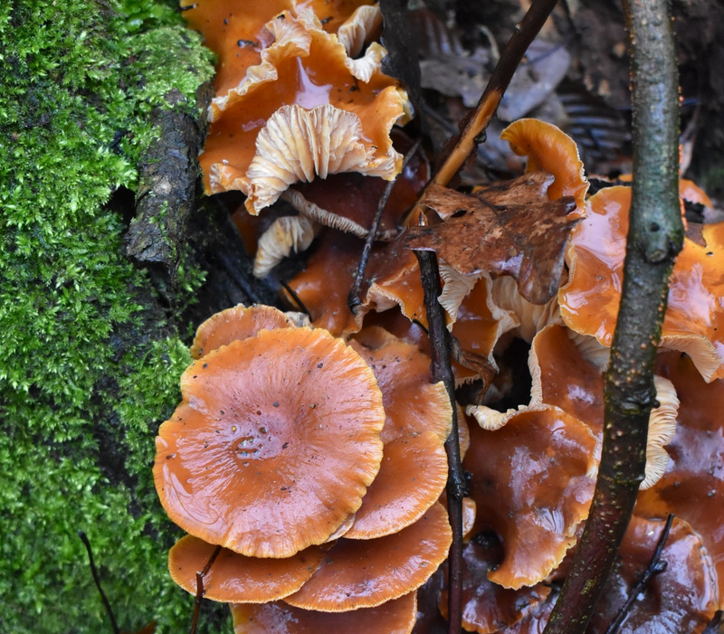 zpracovani podzimni houby workshop